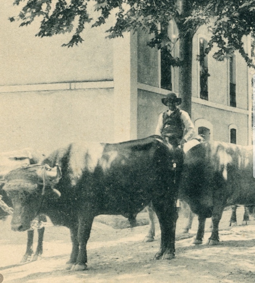 Oxen bringing blocks of marble from the quarries in Fuenteheritos to build the monument in La Rabida