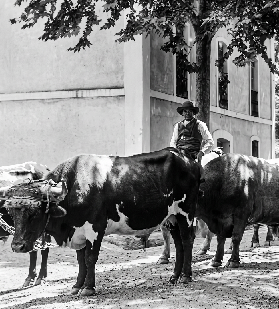 Oxen bringing blocks of marble from the quarries in Fuenteheritos to build the monument in La Rabida